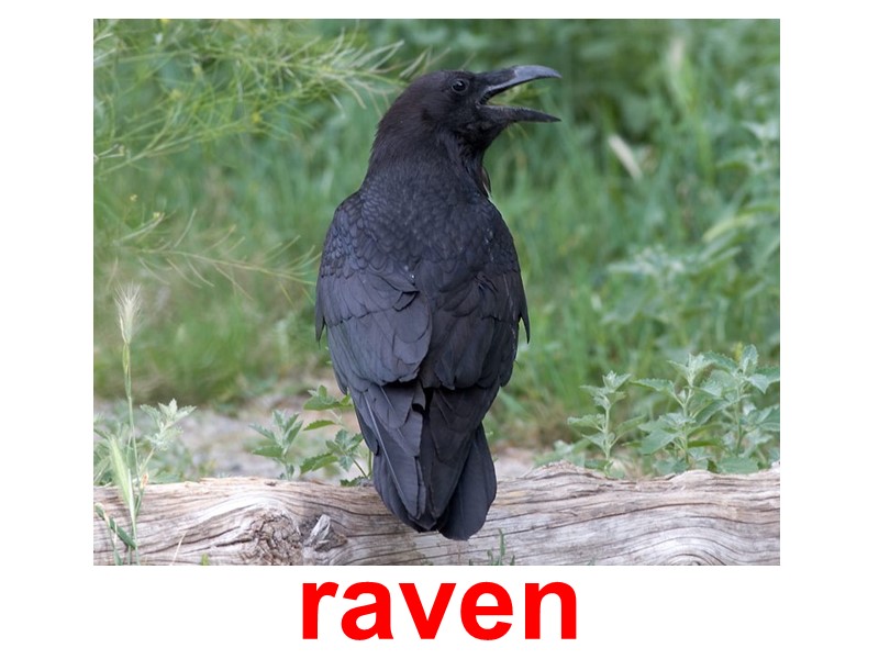 raven